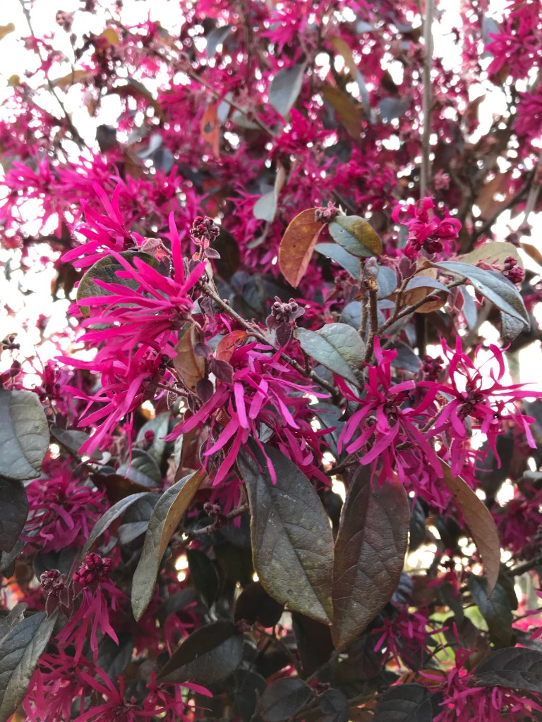 アカバナトキワマンサク