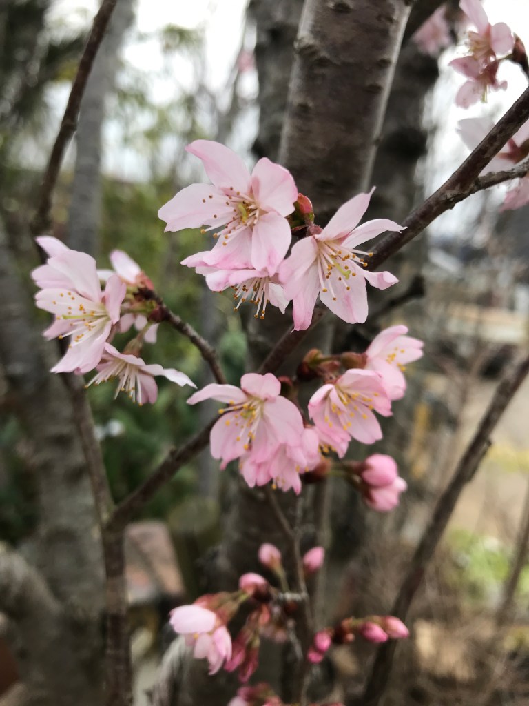 コヒガンザクラ