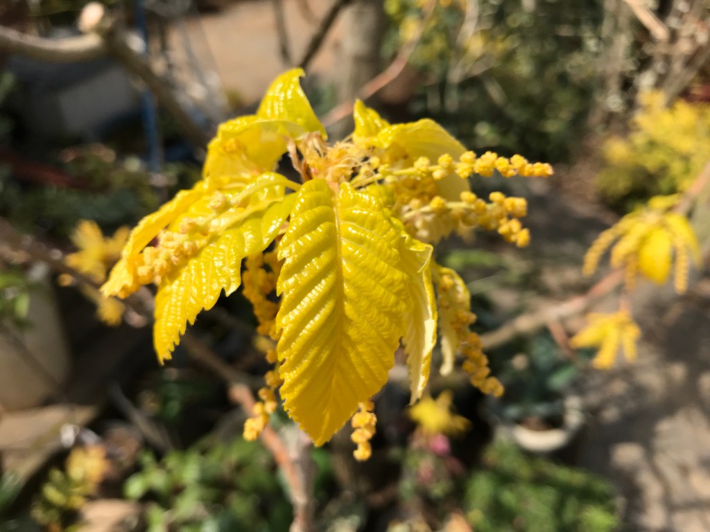 オウゴンガシワ