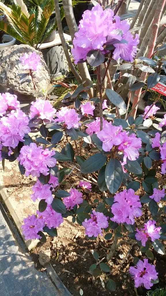 アルペンローゼ